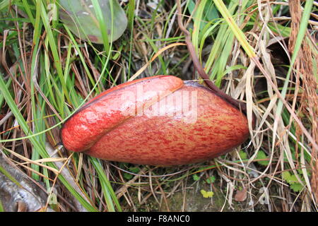 Kannenpflanze (Nepenthes Rajah) Stockfoto