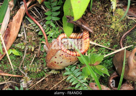 Kannenpflanze (Nepenthes Rajah) Stockfoto