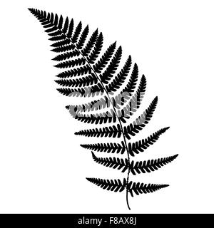 Farn Wedel schwarze Silhouette. Vektor-Illustration. Wald-Konzept  Stockfotografie - Alamy