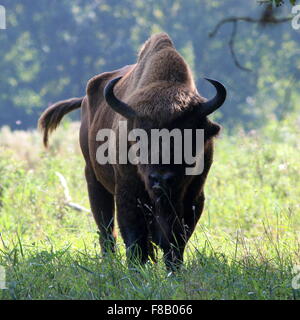 Reifen Bull der Europäische Bison oder Wisent (Bison Bonasus) Stockfoto