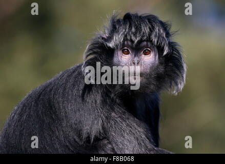 Portrairt Nahaufnahme der schwarzen Sorte der Javan Ebenholz Gruppen oder Languren Affen (Trachypithecus Auratus) Stockfoto