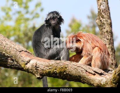 Paar von Javan Languren Affen aka Ebenholz Haubenlanguren (Trachypithecus Auratus), sowohl die schwarzen und goldenen Vielfalt pflegen Stockfoto