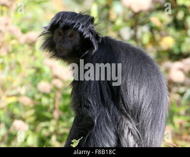 Schwarze Vielfalt der Javan Ebenholz Gruppen oder Languren Affen (Trachypithecus Auratus) Stockfoto