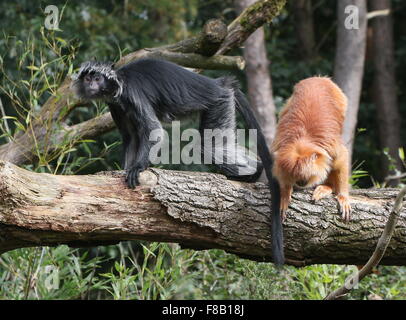 Paar von Javan Languren Affen aka Ebenholz Haubenlanguren (Trachypithecus Auratus), sowohl die schwarzen und goldenen Vielfalt Stockfoto