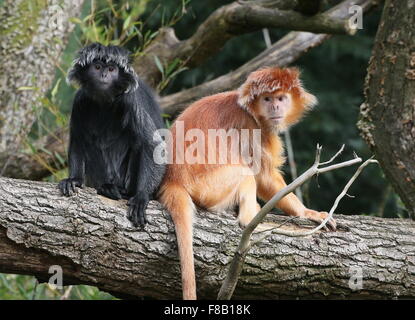 Paar von Javan Languren Affen aka Ebenholz Haubenlanguren (Trachypithecus Auratus), sowohl die schwarzen und goldenen Vielfalt Stockfoto