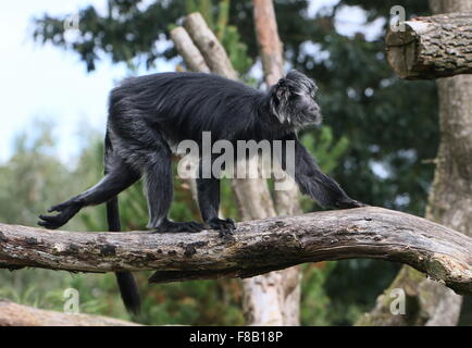 Schwarze Vielfalt der Javan Ebenholz Gruppen oder Languren Affen (Trachypithecus Auratus) Stockfoto