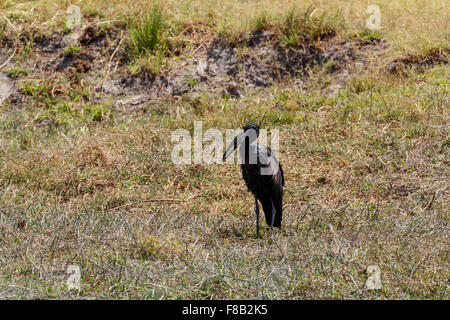 Anastomus Lamelligerus, afrikanische Openbill im Chobe Nationalpark, Botswana Stockfoto