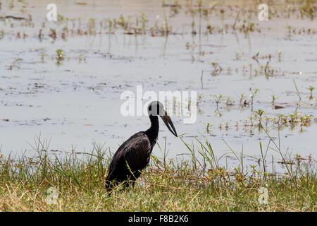 Anastomus Lamelligerus, afrikanische Openbill im Chobe Nationalpark, Botswana Stockfoto