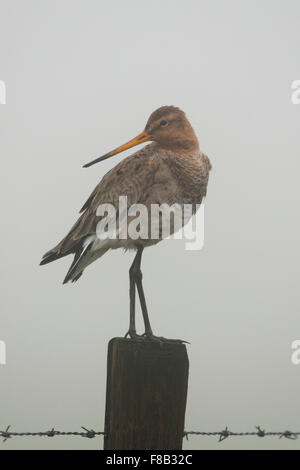 Uferschnepfe / Uferschnepfe (Limosa Limosa) auf einem Zaunpfahl, blickt im Morgennebel. Stockfoto