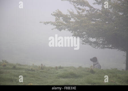 Ein Hund am nebligen Morgen in der Nähe von Leyburn, North Yorkshire, England. Stockfoto