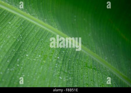 Closeup Wassertropfen auf frischen grünen Bananenblatt Stockfoto