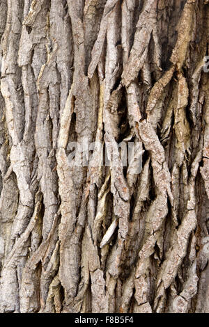 Österreich, Niederösterreich, Laxenburg Bei Wien, Im Schlosspark Stockfoto