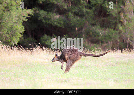 Jumping Swamp Wallaby (Wallabia bicolor) auf Phillip Island, Victoria, Australien. Stockfoto