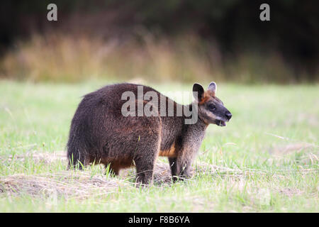 Swamp Wallaby (Wallabia bicolor) sitzt auf einer Wiese auf Phillip Island, Victoria, Australien. Stockfoto