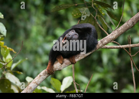 Ein Rothänder Howler Monkey (Alouatta belzebul) von Floresta Nacional de Carajás, Brasilien Stockfoto