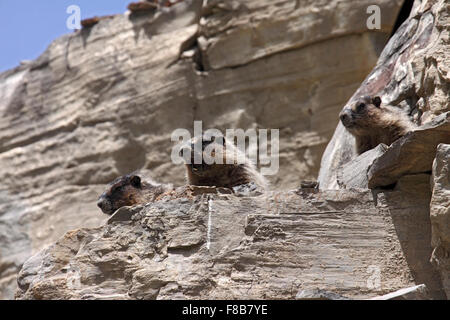 Hoary Murmeltier neben graben sich sonnen und Pfeifen auf felsigen Klippen in Alberta, Kanada Stockfoto