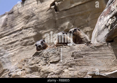 Hoary Murmeltier neben Fuchsbau sonnen sich auf felsigen Klippen in Alberta, Kanada Stockfoto