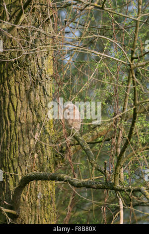 Gut getarnt junge Waldkauz / Waldkauz (Strix Aluco) sitzt hoch oben in einem Baum, seine Augen zu schließen. Stockfoto