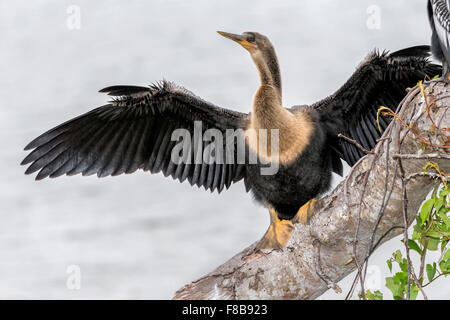 Anhinga Stockfoto