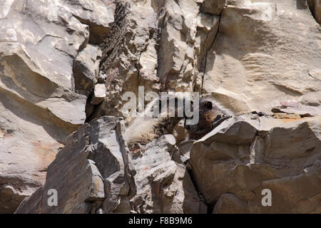 Hoary Murmeltier neben Fuchsbau zu pflegen, wie sie liegen, sonnen sich auf felsigen Klippen in Alberta, Kanada Stockfoto