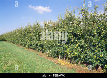 Apfelplantage. Bellpuig, Lerida Provinz, Katalonien, Spanien. Stockfoto