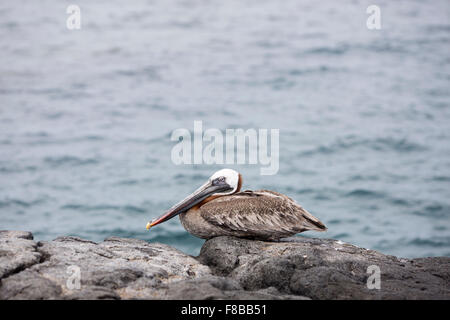 Tierwelt auf den Galapagos-Inseln, Ecuador. Braune Pelikan Stockfoto