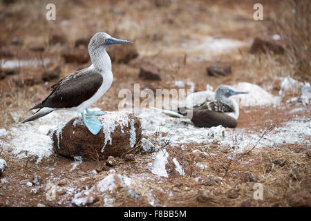 Tierwelt auf den Galapagos-Inseln, Ecuador. Blau-footed Tölpel Vögel Stockfoto