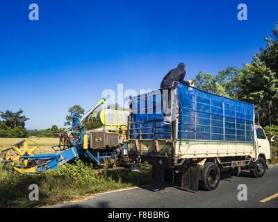 Ko Wai, Nakhon Nayok, Thailand. 8. Dezember 2015. Reis wird auf einen LKW bei der Reisernte in der Provinz Nakhon Nayok, etwa zwei Stunden nördlich von Bangkok aus Erntemaschine verschoben. Thailändische landwirtschaftliche Beamte erwarten Reis Preise von weniger als 15 % steigen, da die weltweite Produktion von Reis durch den Pazifischen Ozean El Niño Wettermuster geschnitten wird. Thailands Reisproduktion wird voraussichtlich im kommenden Jahr fallen. Anhaltende Trockenheit hat die Hauptkultur, derzeit geerntet, reduziert und die Militärregierung hat Landwirte keine zweite Ernte '' Trockenzeit '' Reis um Thailands zu sparen Pflanzen bestellt Stockfoto