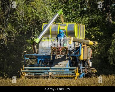 Ko Wai, Nakhon Nayok, Thailand. 8. Dezember 2015. Ein Arbeitnehmer fährt einen Reis Erntemaschine durch ein Reisfeld während der Reisernte in der Provinz Nakhon Nayok, etwa zwei Stunden nördlich von Bangkok. Thailändische landwirtschaftliche Beamte erwarten Reis Preise von weniger als 15 % steigen, da die weltweite Produktion von Reis durch den Pazifischen Ozean El Niño Wettermuster geschnitten wird. Thailands Reisproduktion wird voraussichtlich im kommenden Jahr fallen. Anhaltende Trockenheit hat die Hauptkultur, derzeit geerntet, reduziert und die Militärregierung hat Landwirte keine zweite Ernte '' Trockenzeit '' Reis, Tha zu sparen Pflanzen bestellt Stockfoto