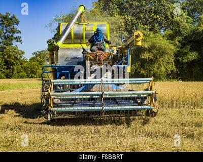 Ko Wai, Nakhon Nayok, Thailand. 8. Dezember 2015. Ein Arbeitnehmer fährt einen Reis Erntemaschine durch ein Reisfeld während der Reisernte in der Provinz Nakhon Nayok, etwa zwei Stunden nördlich von Bangkok. Thailändische landwirtschaftliche Beamte erwarten Reis Preise von weniger als 15 % steigen, da die weltweite Produktion von Reis durch den Pazifischen Ozean El Niño Wettermuster geschnitten wird. Thailands Reisproduktion wird voraussichtlich im kommenden Jahr fallen. Anhaltende Trockenheit hat die Hauptkultur, derzeit geerntet, reduziert und die Militärregierung hat Landwirte keine zweite Ernte '' Trockenzeit '' Reis, Tha zu sparen Pflanzen bestellt Stockfoto