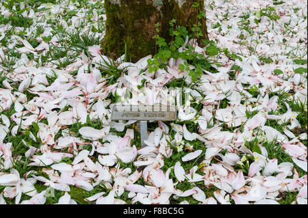 Glendurgan Garden, Falmouth, Cornwall, UK. Magnolia X veitchii "Peter Veitch" Stockfoto