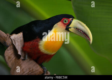 Ein Red-breasted Toucan vom Atlantischen Regenwald Stockfoto