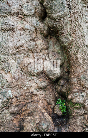 Glendurgan Garden, Falmouth, Cornwall, UK. Stockfoto