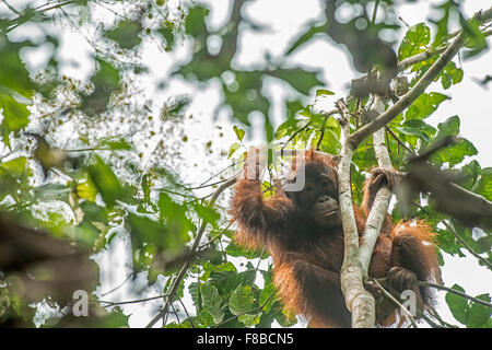 Bornean Orang Utan: Pongo Pygmaeus. Danum Valley, Sabah, Borneo. Jugendkriminalität, Stockfoto