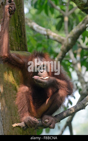 Bornean Orang Utan: Pongo Pygmaeus.  Sepilok, Sabah, Borneo. Stockfoto