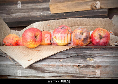 Faule Äpfel im Karton auf Holzbrettern. Stockfoto