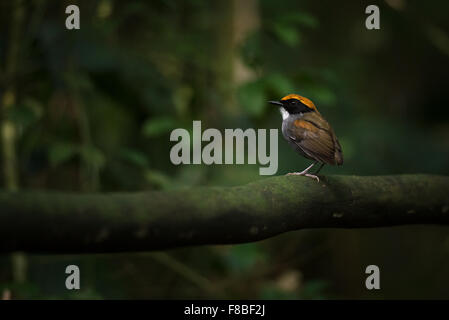 Ein schwarz-cheeked Gnateater aus dem Atlantischen Regenwald Stockfoto