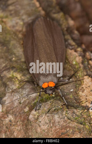 Red-necked Footman, Rotkragen-Flechtenbär, Flechtenbärchen, Flechtenbärchen, Atolmis Rubricollis Rubricollis Gnophria Stockfoto