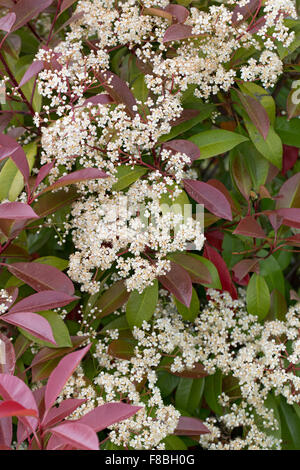 Red Robin, rote Spitze Photinia, Red-Tipped Photinia, Frasers Photinia, Christmas Berry, Rotlaubige Glanzmispel Photinia x fraseri Stockfoto