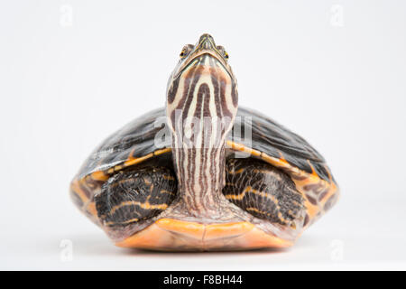 Bauche Slider (ist Scripta Scripta), Porträt, in Gefangenschaft Stockfoto