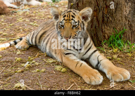 Royal Bengal Tiger (Panthera Tigris) auf Boden, Alter 3 Monate gefangen Stockfoto