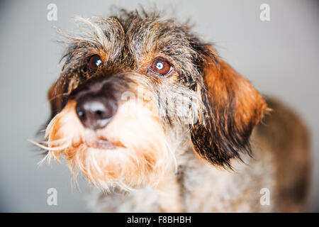 Hund, Wire Haired Dackel, Porträt, Deutschland Stockfoto