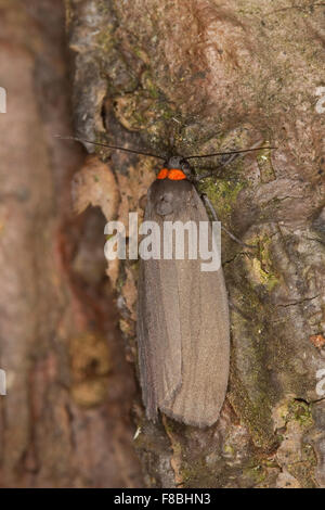 Red-necked Footman, Rotkragen-Flechtenbär, Flechtenbärchen, Flechtenbärchen, Atolmis Rubricollis Rubricollis Gnophria Stockfoto