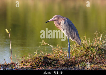 Rötliche Silberreiher (Egretta saniert), Joh "Ding" Darling National Wildlife Refuge, Sanibel Island, Florida, USA Stockfoto