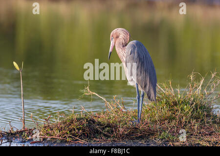 Rötliche Silberreiher (Egretta saniert), Joh "Ding" Darling National Wildlife Refuge, Sanibel Island, Florida, USA Stockfoto