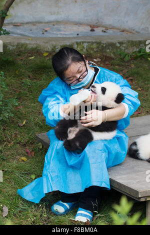 Babypanda wird Flasche Fed Chengdu Panda Breeding Centre Sichuan Provinz China MA003054 Stockfoto