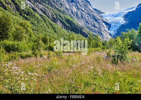 Briksdal Gletscher Jostedalsbreen Nationalpark-Norwegen Stockfoto