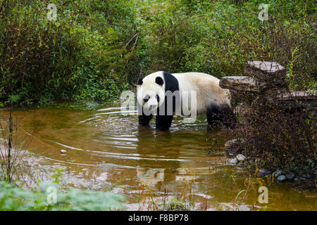 Panda Ailuropoda Melanoleuca Bifengxia Panda Base Sichuan Provinz China MA003068 Stockfoto