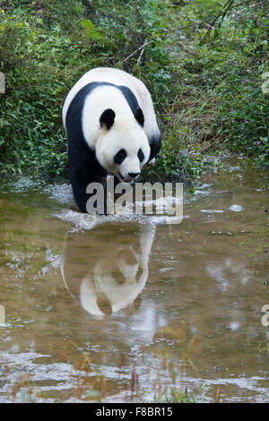 Panda Ailuropoda Melanoleuca Bifengxia Panda Base Sichuan Provinz China MA003074 Stockfoto