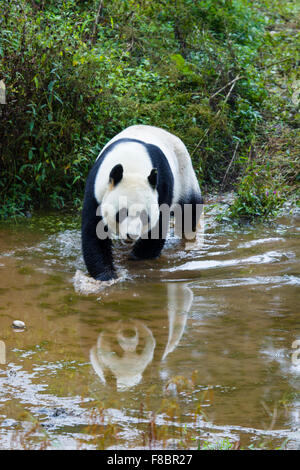 Panda Ailuropoda Melanoleuca Bifengxia Panda Base Sichuan Provinz China MA003077 Stockfoto